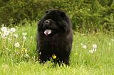 CHOW CHOW 558